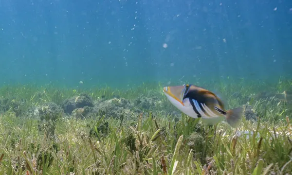 Fitzroy & Green Islands Full-Day Cruise from Cairns