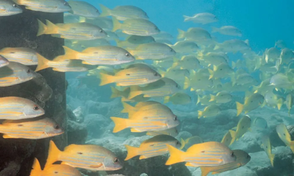 Cairns to Fitzroy & Green Islands Full-Day Cruise | Experience Oz-2