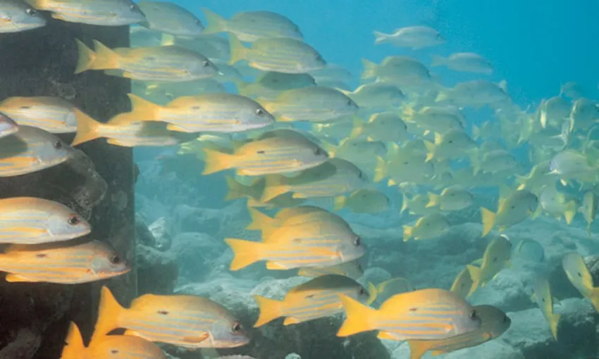 Cairns to Fitzroy & Green Islands Full-Day Cruise | Experience Oz