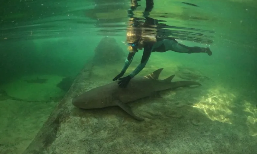 Reef Shark Snorkel & Lagoon Entry, 2.5 Hours - Anna Bay