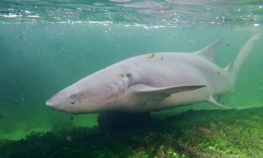 Reef Shark Snorkel & Lagoon Entry, 2.5 Hours - Anna Bay