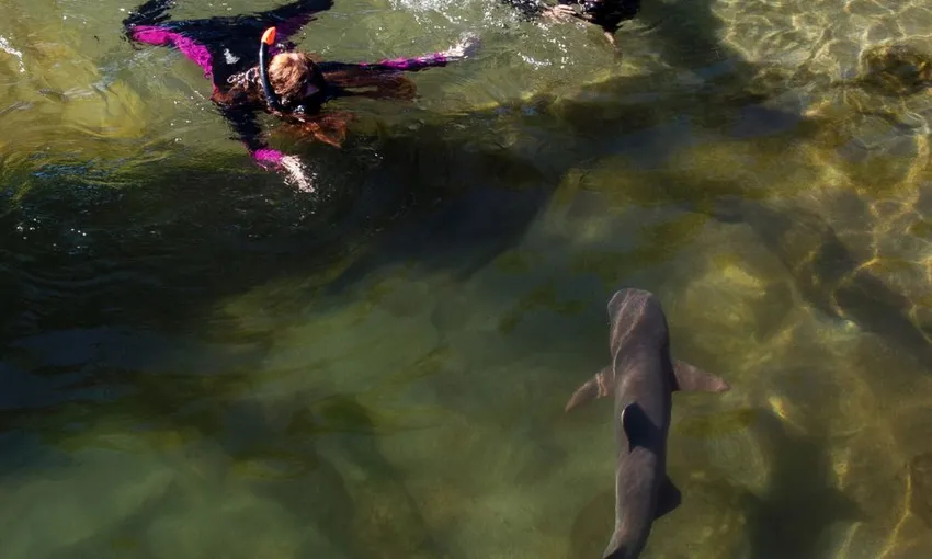 Reef Shark Snorkel & Lagoon Entry, 2.5 Hours - Anna Bay