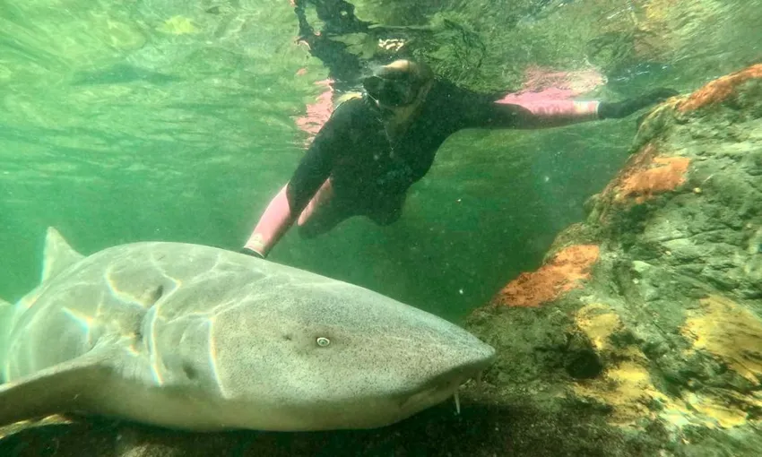 Reef Shark Snorkel & Lagoon Entry, 2.5 Hours - Anna Bay