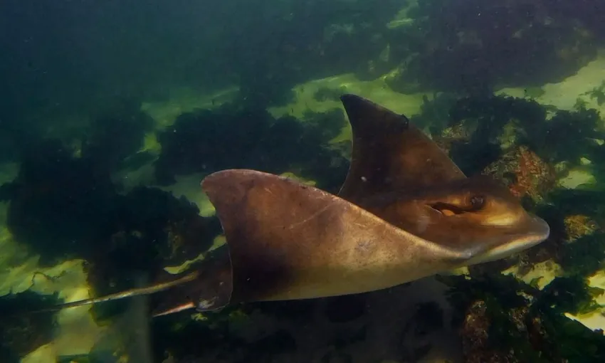 Stingray Snorkel & Lagoon Entry, 2.5 Hours - Anna Bay