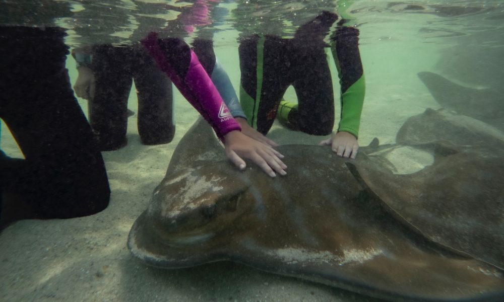 Stingray Snorkel & Lagoon Entry, 2.5 Hours - Anna Bay