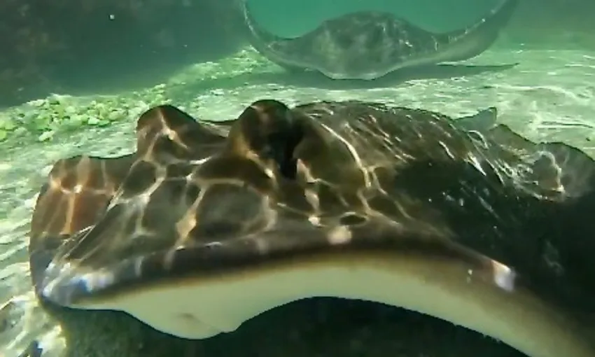 Stingray Snorkel & Lagoon Entry, 2.5 Hours - Anna Bay