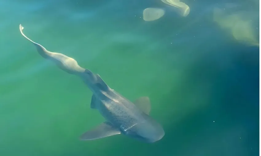 Zebra Shark Snorkel & Lagoon Entry, 2.5 Hours - Anna Bay