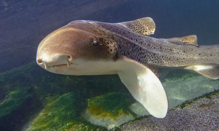 Zebra Shark Snorkel & Lagoon Entry, 2.5 Hours - Anna Bay