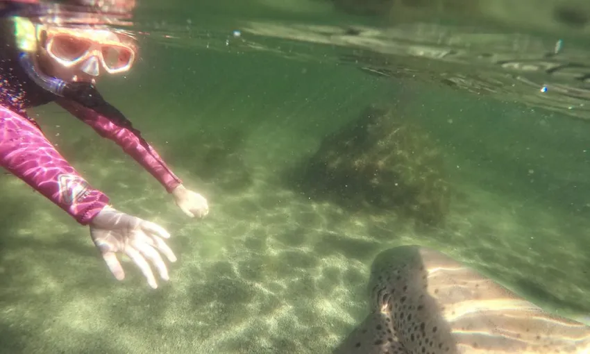 Zebra Shark Snorkel & Lagoon Entry, 2.5 Hours - Anna Bay