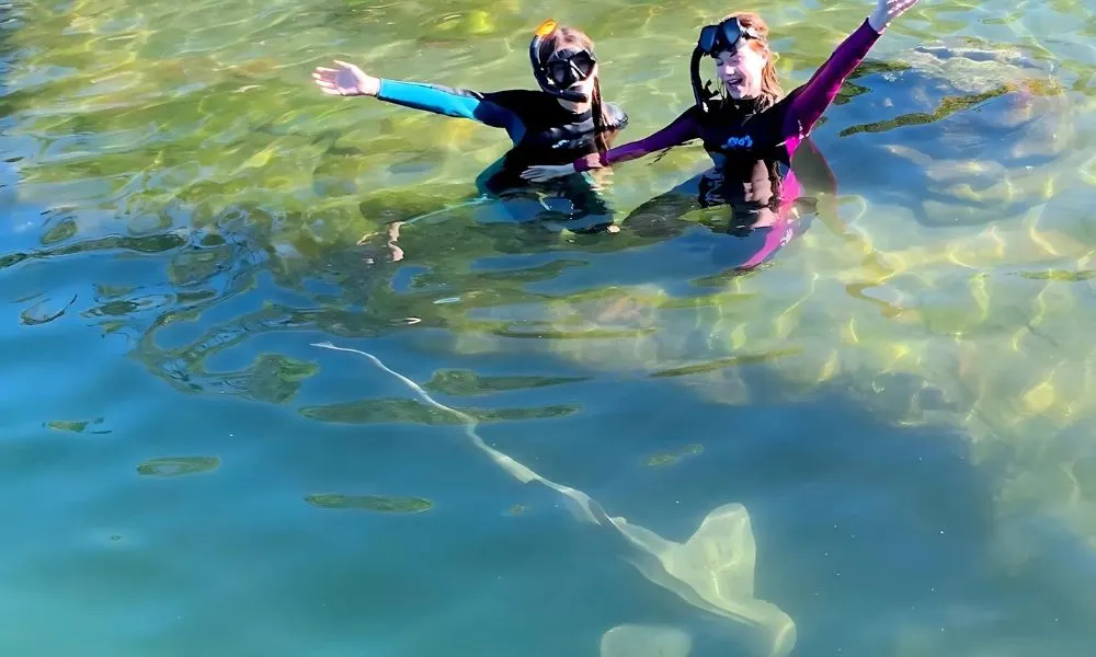 Snorkel with Zebra Sharks and Shallow Water Experience