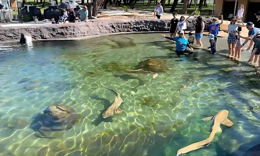 Zebra Shark Snorkel & Lagoon Entry, 2.5 Hours - Anna Bay