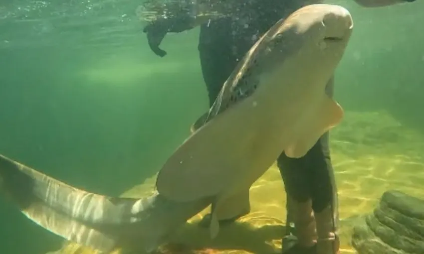 Zebra Shark Snorkel & Lagoon Entry, 2.5 Hours - Anna Bay