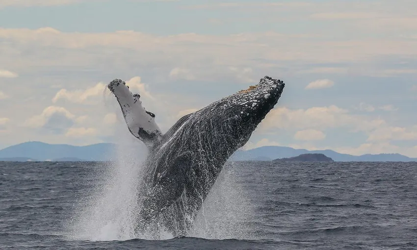 Whale Watch Express Cruise, 90 Minutes - Nelson Bay