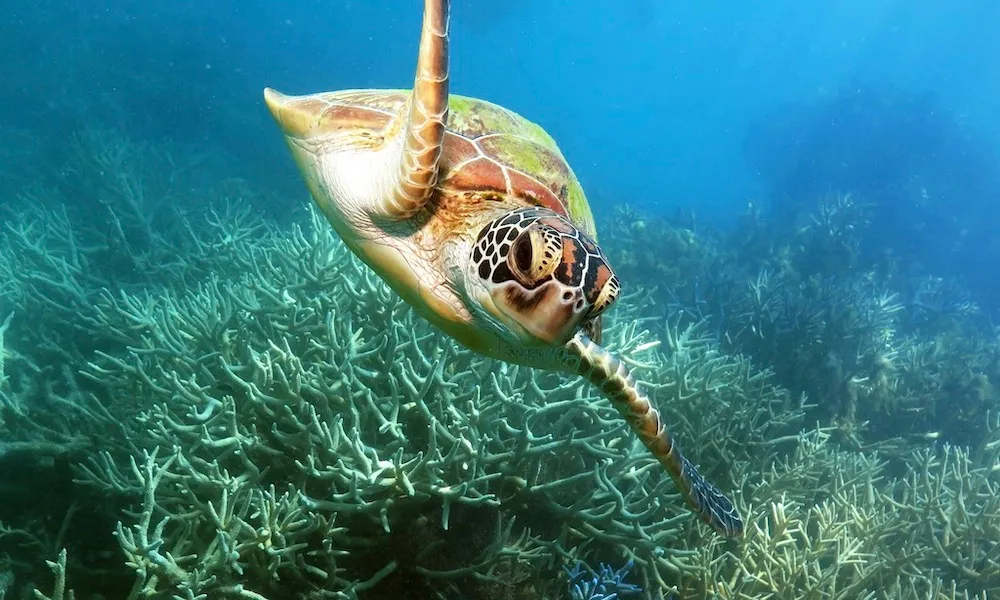 Cairns to Green Island Tour with Snorkelling | Experience Oz-4