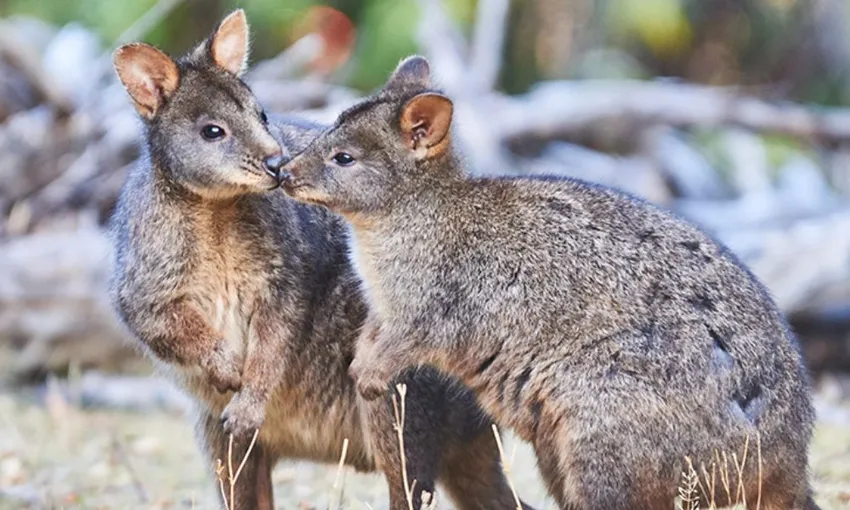 Private Great Ocean Road Coastal & Wildlife Tour | Experience Oz
