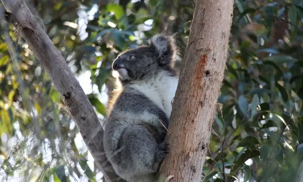 Private Great Ocean Road Coastal & Wildlife Tour - Full Day