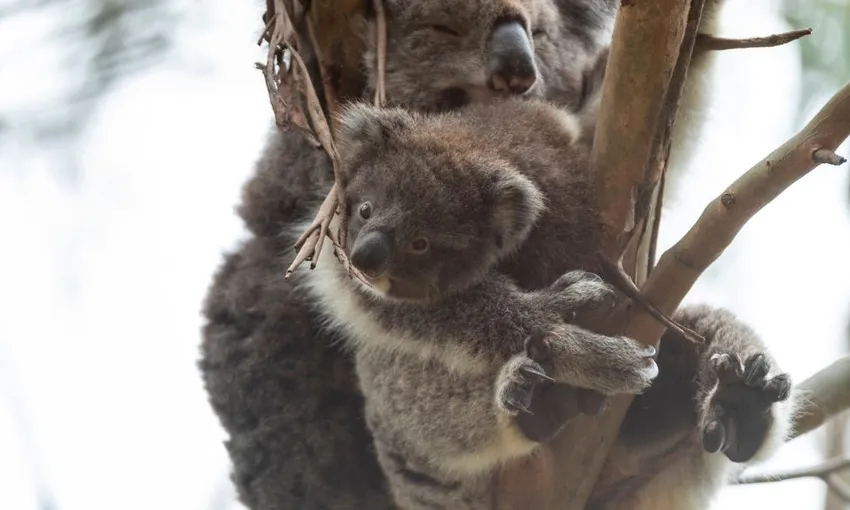 Private Great Ocean Road Coastal & Wildlife Tour | Experience Oz