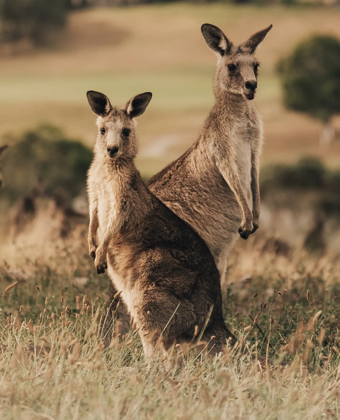 Yarra Valley Foodies Tour & Kangaroo Safari | Experience Oz-11
