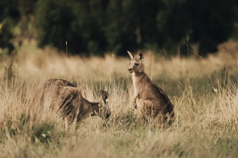 Yarra Valley Foodies Tour & Kangaroo Safari | Experience Oz