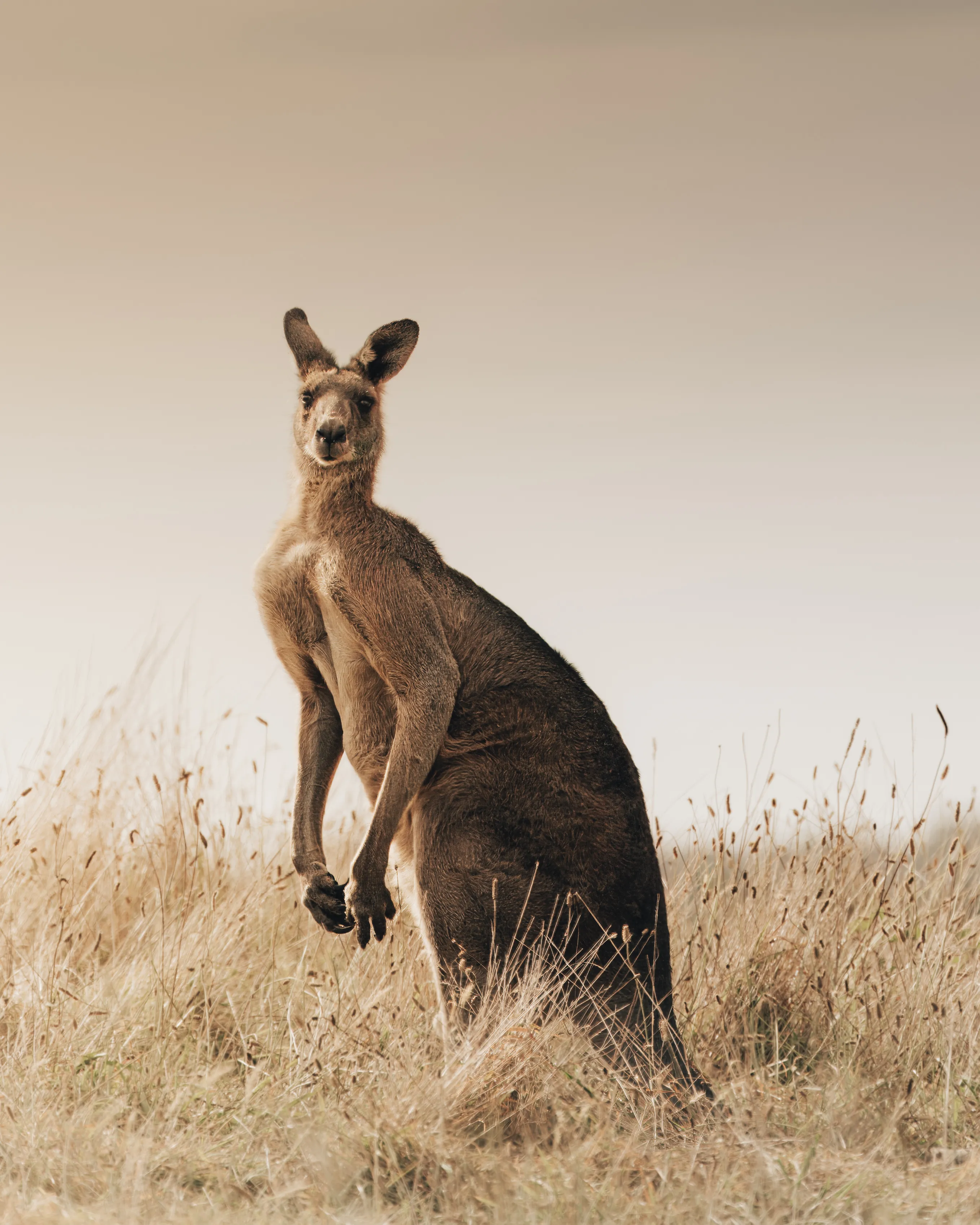 Yarra Valley Foodies Tour & Kangaroo Safari | Experience Oz-2