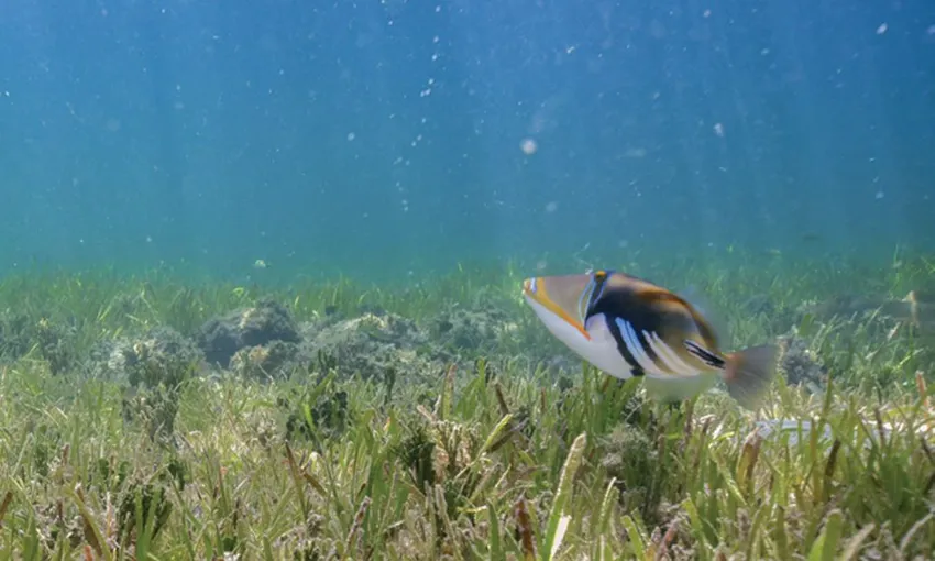 Fitzroy And Green Island Cruise, Full-Day - Cairns