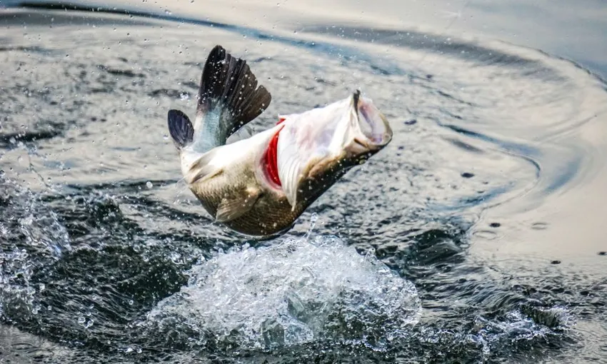 Land-Based Barramundi Fishing Adventure - 1 Hour | Experience Oz