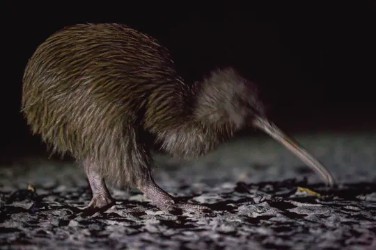 Wild Kiwi & Culture Encounter
