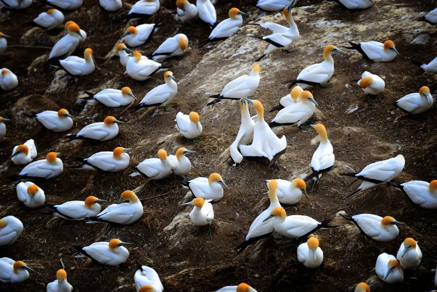 Auckland Wild West Coast Tour & Brewery Lunch | Experience Oz + NZ-3