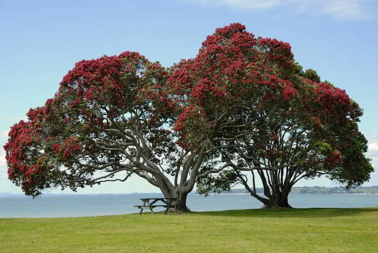 Auckland Wild West Coast Tour & Brewery Lunch | Experience Oz + NZ