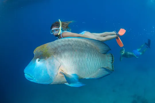 Great Barrier Reef Cruise to Great Adventures Pontoon