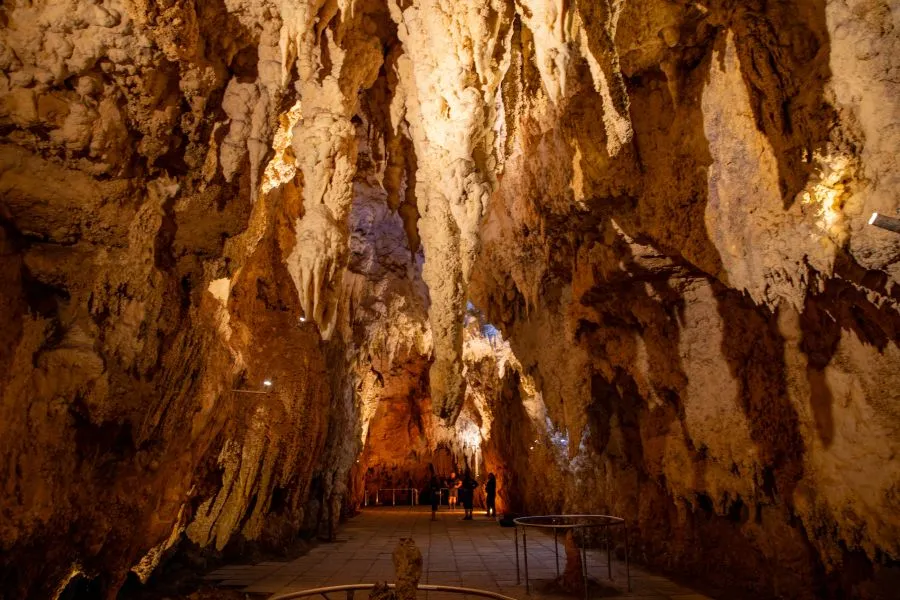 One Way Day Tour from Auckland to Rotorua | Experience Oz + NZ-4