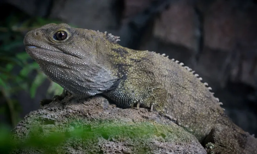 National Aquarium of New Zealand Guided Tour | Experience Oz + NZ