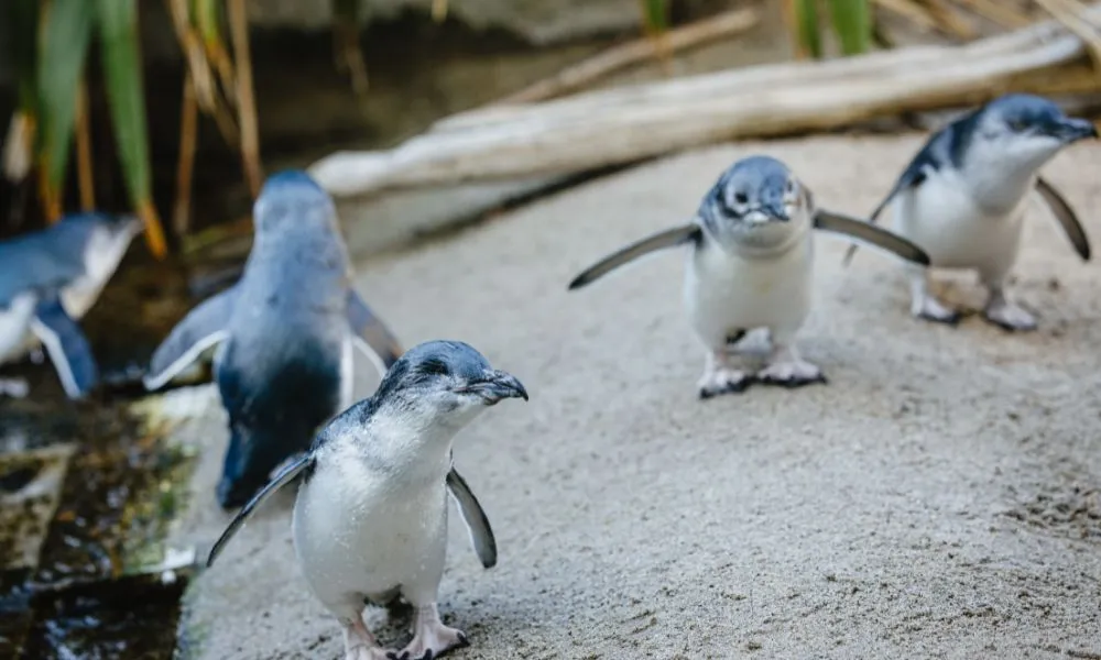 National Aquarium of New Zealand Guided Tour | Experience Oz + NZ-5