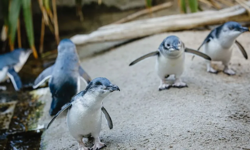 National Aquarium of New Zealand Guided Tour | Experience Oz + NZ