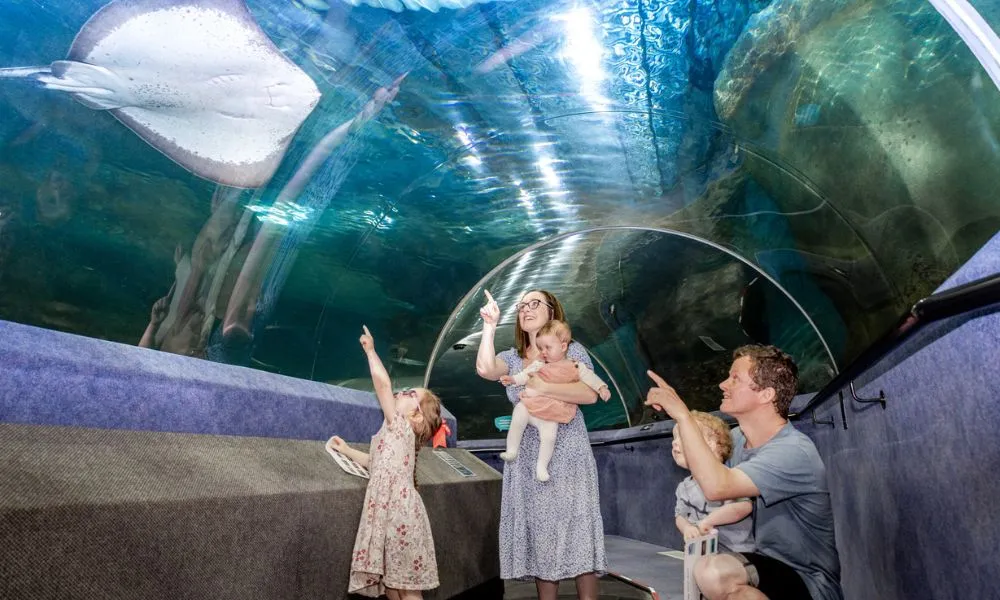 National Aquarium of New Zealand Admission | Experience Oz + NZ-1