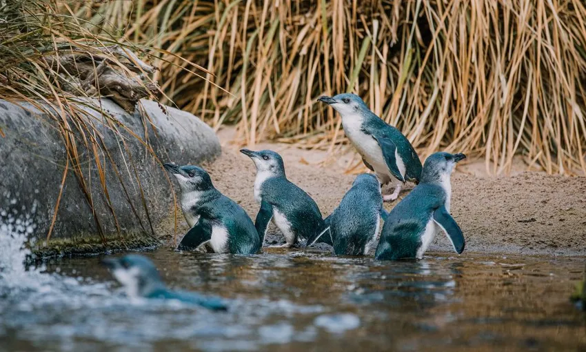 National Aquarium of New Zealand Admission | Experience Oz + NZ