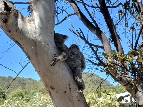 Magnetic Island ‘Izzy's Koala’ Tour - Half Day