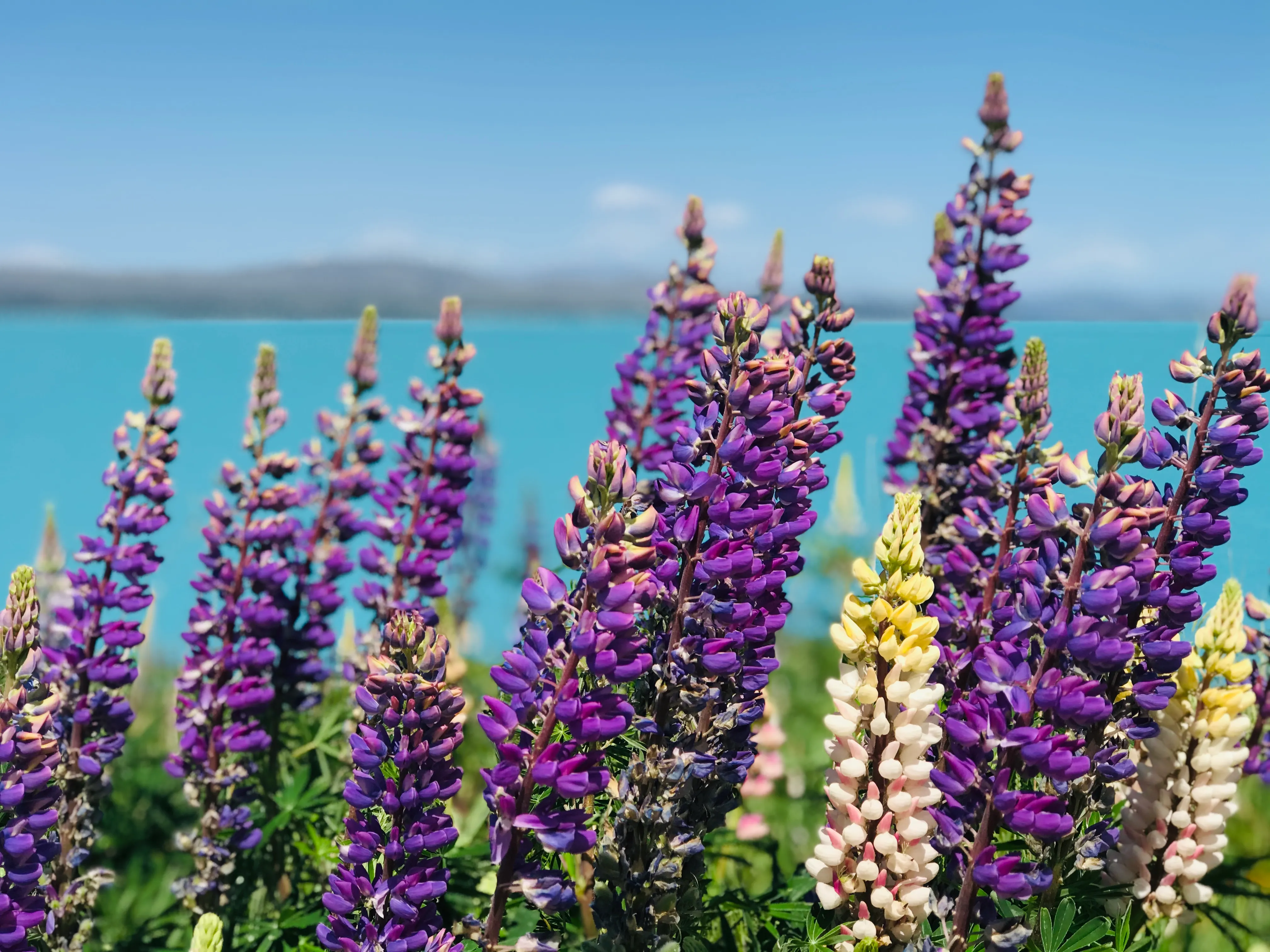 Queenstown to Tekapo Small Group via Mt Cook | Experience Oz + NZ-2