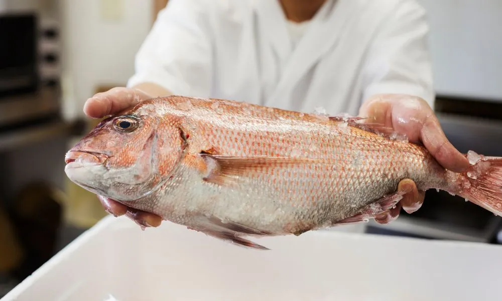 Portarlington Private Fishing Tour - 4 Hours | Experience Oz-3