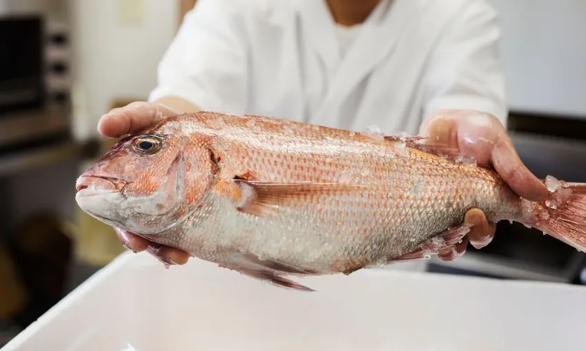 Portarlington Private Fishing Tour - 4 Hours | Experience Oz