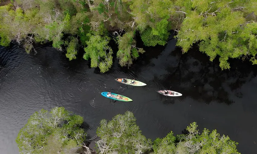 Noosa Everglades & Stingrays Kayak Adventure | Experience Oz