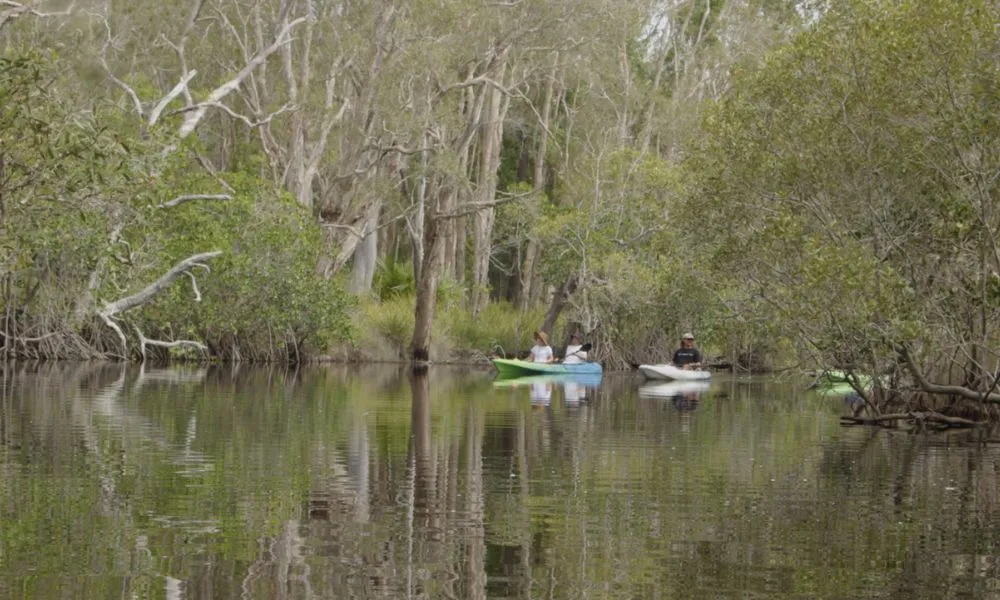 Noosa Everglades & Stingrays Kayak Adventure | Experience Oz-4