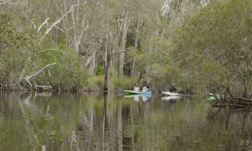Noosa Everglades & Stingrays Kayak Adventure | Experience Oz
