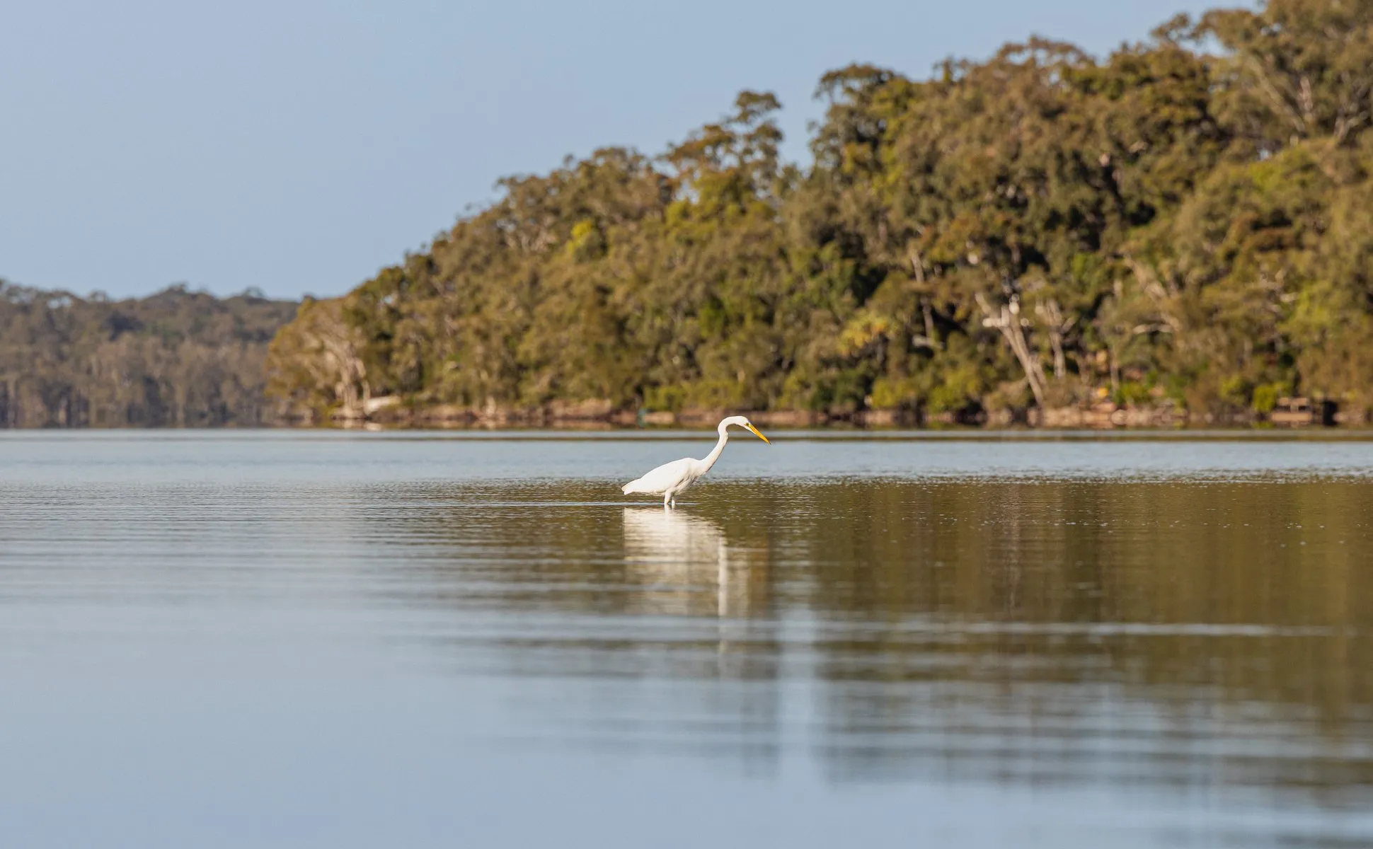Noosa Everglades & Stingrays Kayak Adventure | Experience Oz-3