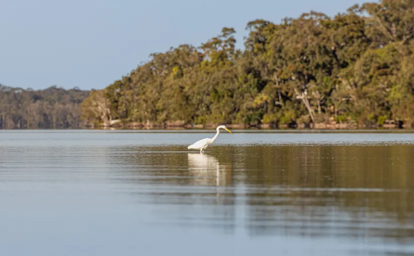 Noosa Everglades & Stingrays Kayak Adventure | Experience Oz