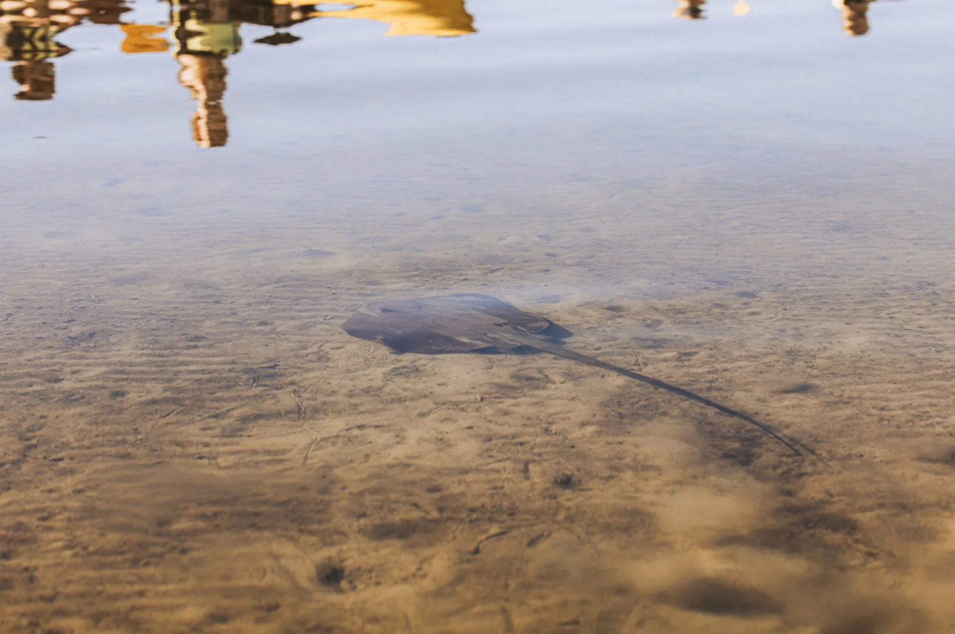 Noosa Everglades & Stingrays Kayak Adventure | Experience Oz-4