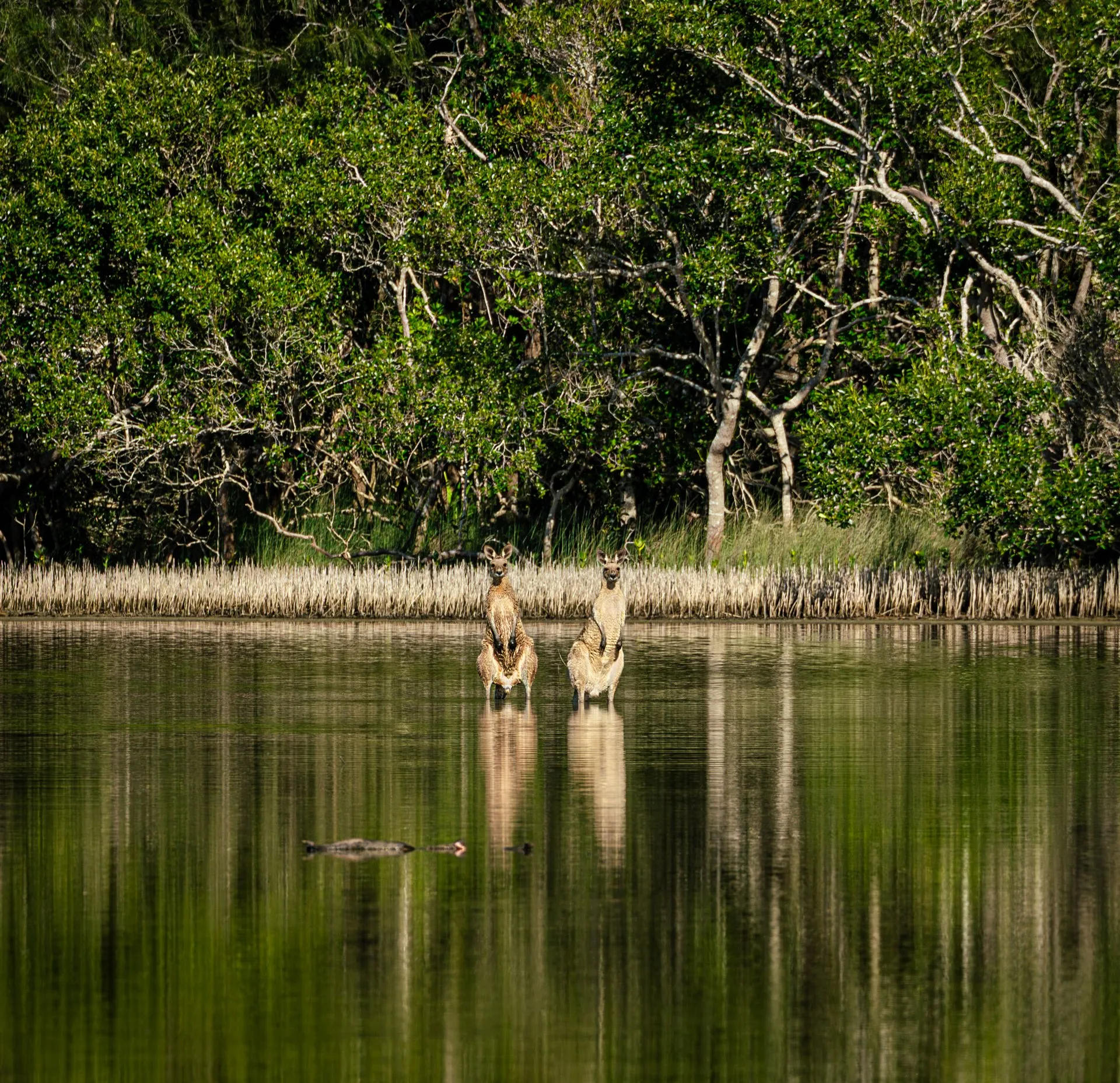 Noosa Everglades & Stingrays Kayak Adventure | Experience Oz-7