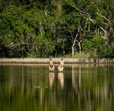 Noosa Everglades & Stingrays Kayak Adventure - 3 Hours