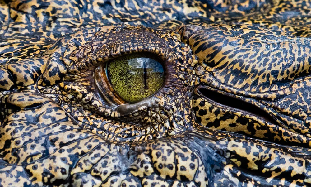 Brisbane Crocodile Exhibition - 90 Minutes | Experience Oz-2