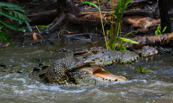 Brisbane Crocodile Lost Giants Exhibition - 90 Minutes